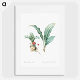 Paintbrush lily illustration - Pierre Joseph Redouté Poster.
