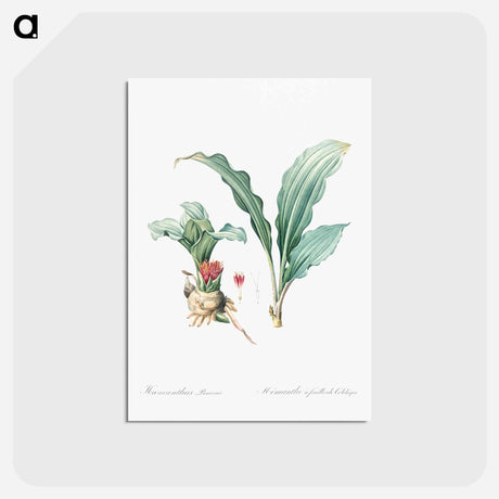 アートポストカード-Paintbrush lily illustration - ピエール ジョゼフ ルドゥーテ Postcard.
