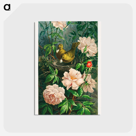 アートポストカード-Nesting Among Roses
 - ボストン公共図書館 Postcard.