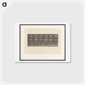 アートポストカード-Sulky Driver
 - エドワード マイブリッジ Postcard.