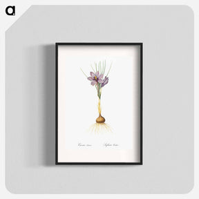 アートポスター-Crocus sativus - ピエール ジョゼフ ルドゥーテ Poster.