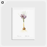 アートポストカード-Crocus sativus - ピエール ジョゼフ ルドゥーテ Postcard.
