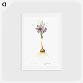 アートポストカード-Crocus sativus - ピエール ジョゼフ ルドゥーテ Postcard.
