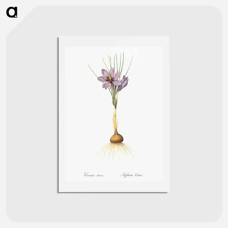 アートポストカード-Crocus sativus - ピエール ジョゼフ ルドゥーテ Postcard.