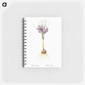 アートメモ帳-Crocus sativus - ピエール ジョゼフ ルドゥーテ Memo.