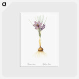 アートポストカード-Crocus sativus - ピエール ジョゼフ ルドゥーテ Postcard.