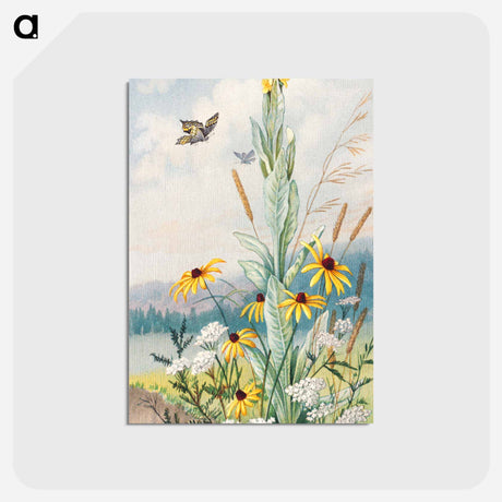 アートポストカード-Flowers of the Meadow
 - ボストン公共図書館 Postcard.