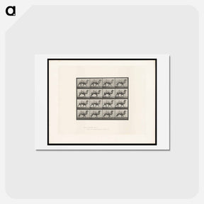 アートポストカード-Camel Walking
 - エドワード マイブリッジ Postcard.