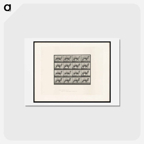 アートポストカード-Camel Walking
 - エドワード マイブリッジ Postcard.