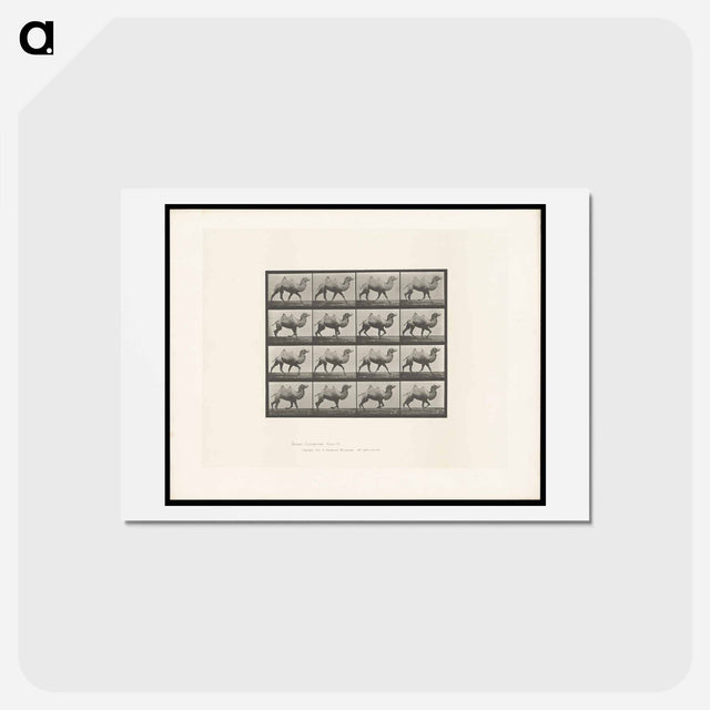 アートポストカード-Camel Walking
 - エドワード マイブリッジ Postcard.