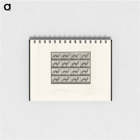 アートメモ帳-Camel Walking
 - エドワード マイブリッジ Memo.