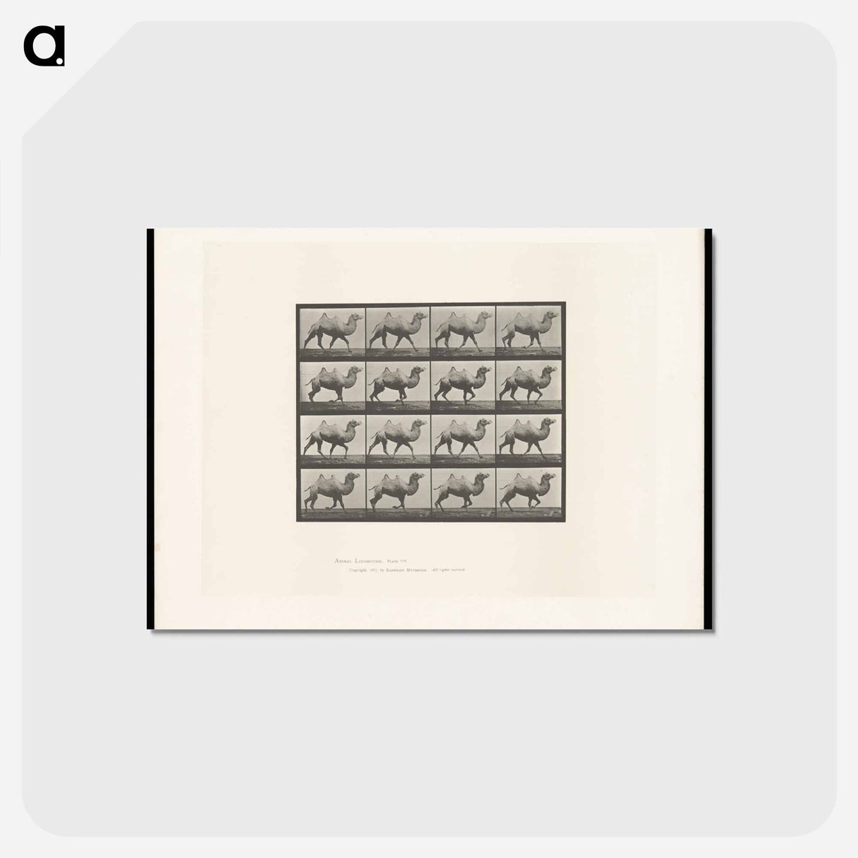 アートポストカード-Camel Walking
 - エドワード マイブリッジ Postcard.