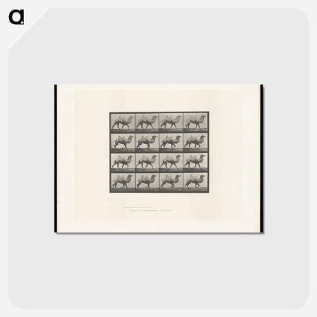 アートポストカード-Camel Walking
 - エドワード マイブリッジ Postcard.