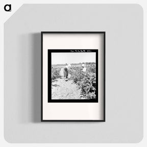 アートポスター-Migrants from Delaware picking berries in southern New Jersey - ドロテア ラング Poster.