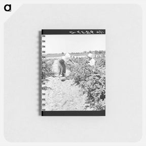 アートメモ帳-Migrants from Delaware picking berries in southern New Jersey - ドロテア ラング Memo.