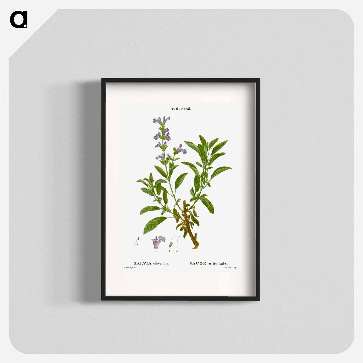 Garden sage, Salvia officinalis - ピエール ジョゼフ ルドゥーテ Poster.