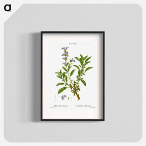 アートポスター-Garden sage, Salvia officinalis - ピエール ジョゼフ ルドゥーテ Poster.