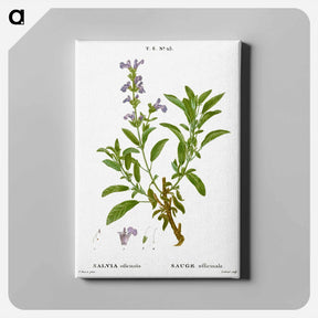 アートパネル-Garden sage, Salvia officinalis - ピエール ジョゼフ ルドゥーテ Canvas.