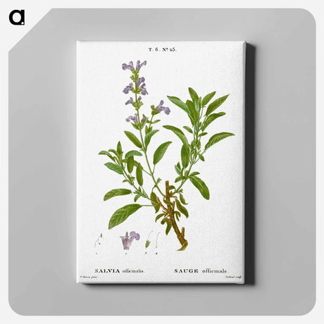 アートパネル-Garden sage, Salvia officinalis - ピエール ジョゼフ ルドゥーテ Canvas.