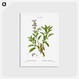 アートポストカード-Garden sage, Salvia officinalis - ピエール ジョゼフ ルドゥーテ Postcard.