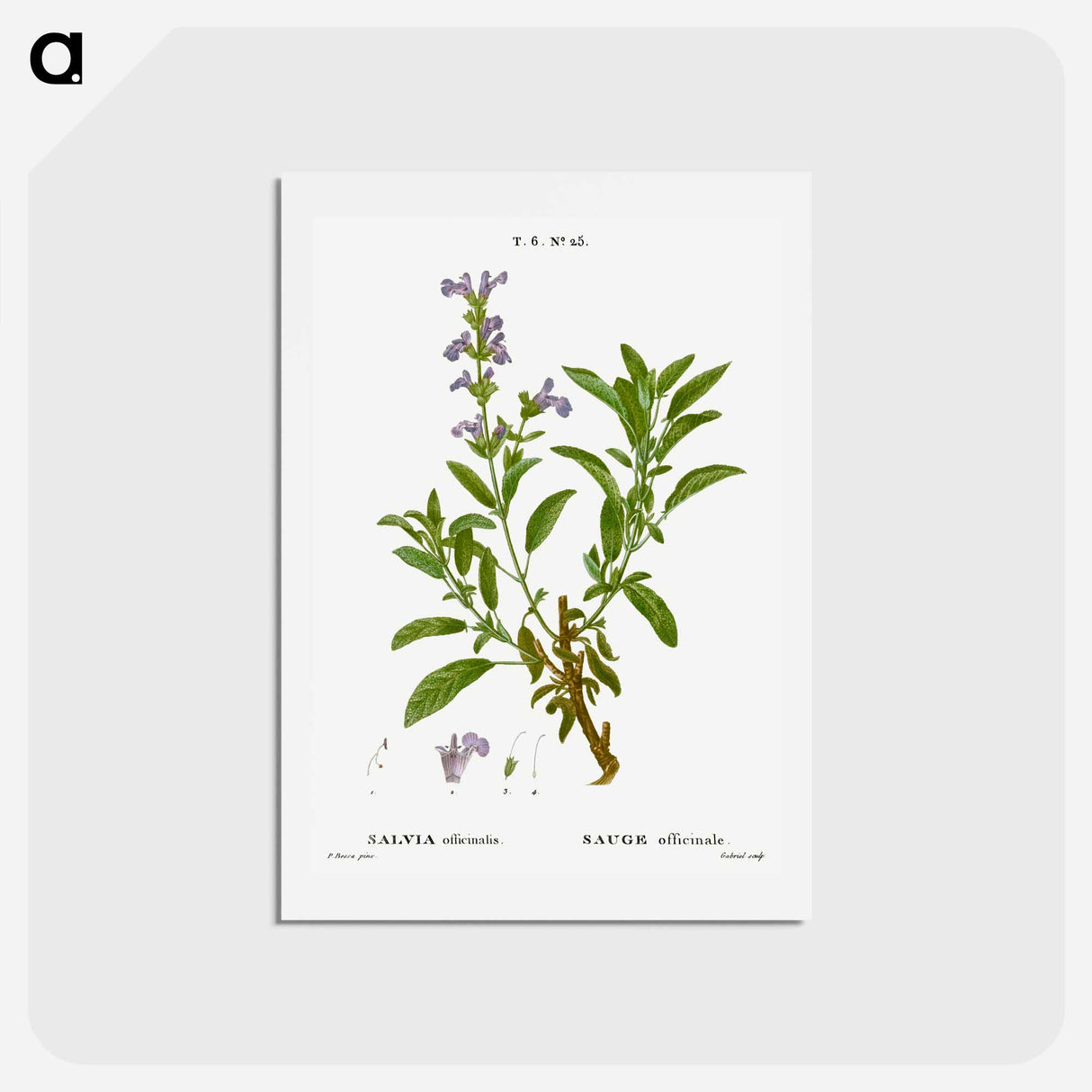 アートポストカード-Garden sage, Salvia officinalis - ピエール ジョゼフ ルドゥーテ Postcard.