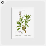 アートポストカード-Garden sage, Salvia officinalis - ピエール ジョゼフ ルドゥーテ Postcard.
