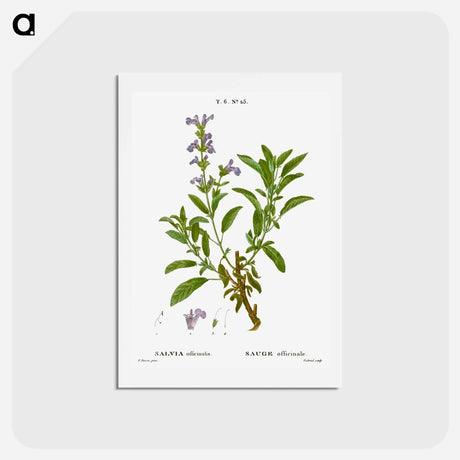 アートポストカード-Garden sage, Salvia officinalis - ピエール ジョゼフ ルドゥーテ Postcard.
