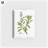 Garden sage, Salvia officinalis - ピエール ジョゼフ ルドゥーテ Memo.