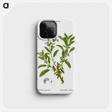 Garden sage, Salvia officinalis - ピエール ジョゼフ ルドゥーテ Phone Case.