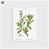 アートポストカード-Garden sage, Salvia officinalis - ピエール ジョゼフ ルドゥーテ Postcard.