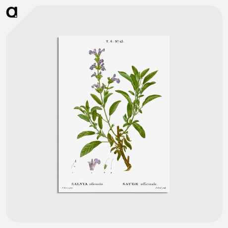 アートポストカード-Garden sage, Salvia officinalis - ピエール ジョゼフ ルドゥーテ Postcard.