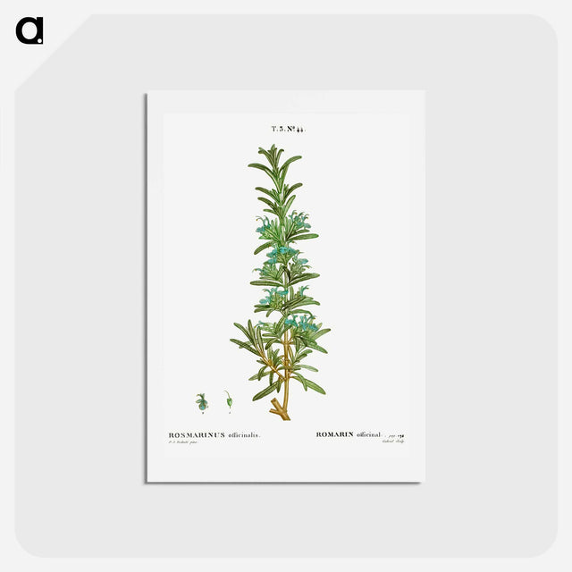 アートポストカード-Rosemary - ピエール ジョゼフ ルドゥーテ Postcard.
