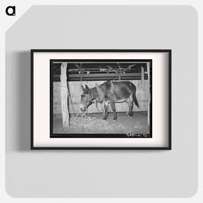 アートポスター-Work Mule at the Gonzales County Fair
 - ラッセル リー Poster.