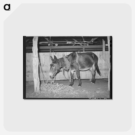 アートポストカード-Work Mule at the Gonzales County Fair
 - ラッセル リー Postcard.