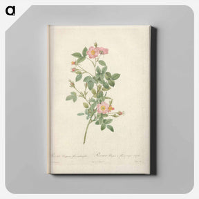 アートパネル-Rose illustration - ピエール ジョゼフ ルドゥーテ Canvas.