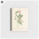 アートメモ帳-Rose illustration - ピエール ジョゼフ ルドゥーテ Memo.
