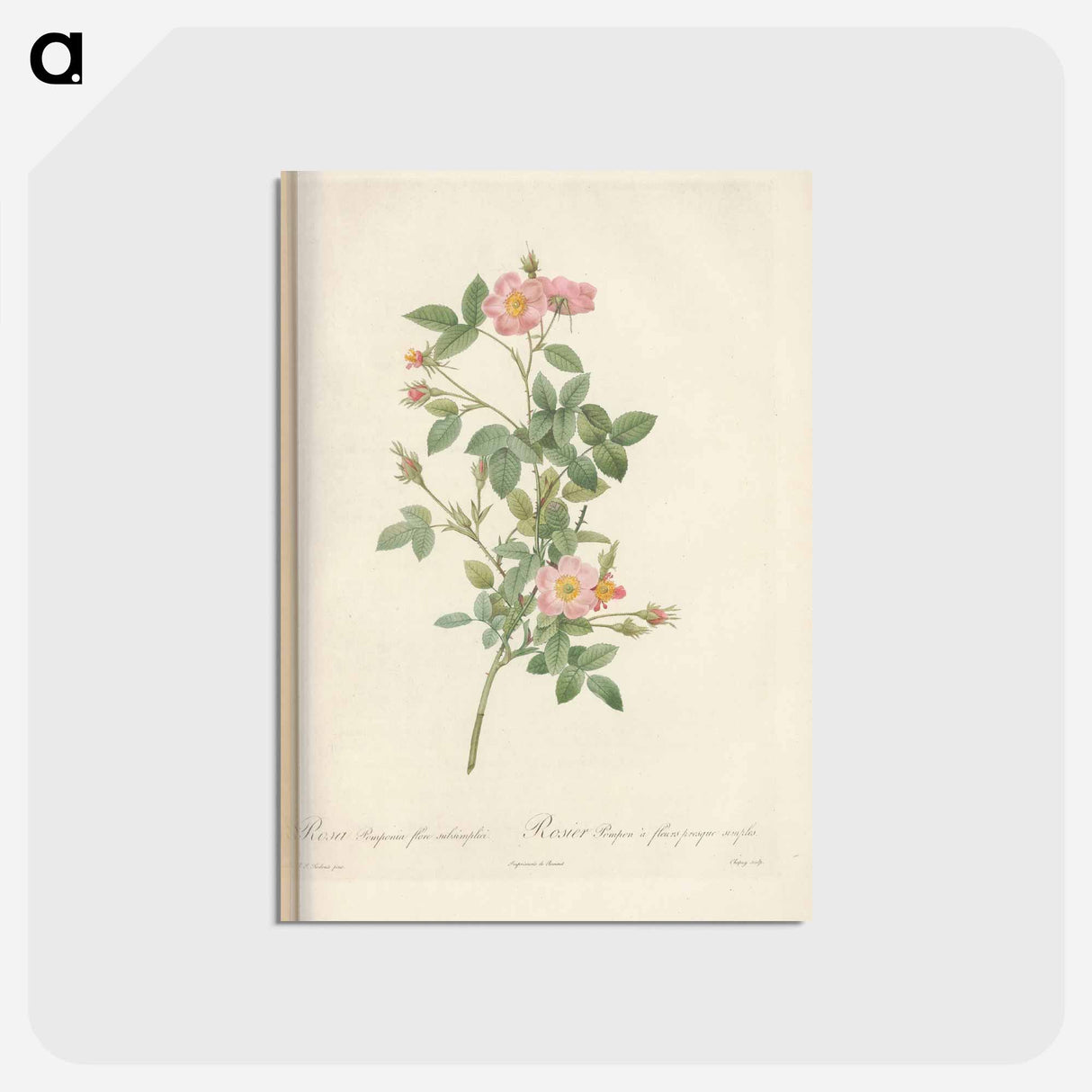 アートポストカード-Rose illustration - ピエール ジョゼフ ルドゥーテ Postcard.