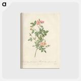 アートポストカード-Rose illustration - ピエール ジョゼフ ルドゥーテ Postcard.