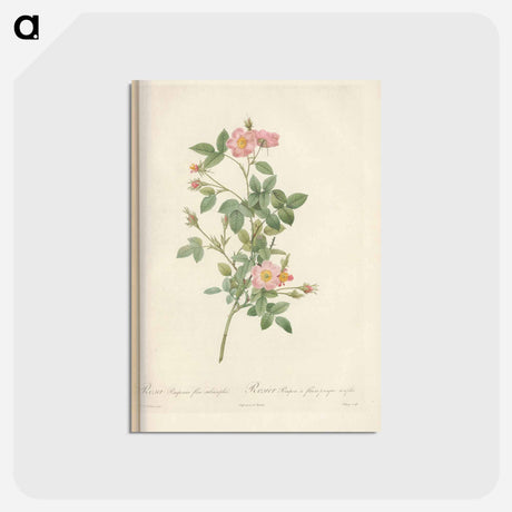 アートポストカード-Rose illustration - ピエール ジョゼフ ルドゥーテ Postcard.