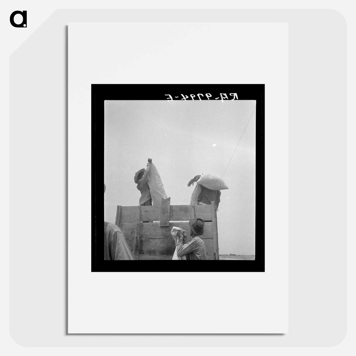 Cotton picking in south Texas - Dorothea Lange Poster.