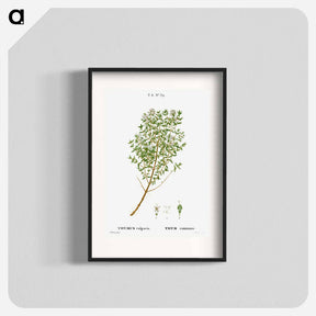 アートポスター-Garden thyme - ピエール ジョゼフ ルドゥーテ Poster.