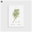 アートポストカード-Garden thyme - ピエール ジョゼフ ルドゥーテ Postcard.