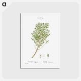 アートポストカード-Garden thyme - ピエール ジョゼフ ルドゥーテ Postcard.