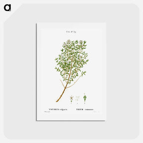 アートポストカード-Garden thyme - ピエール ジョゼフ ルドゥーテ Postcard.