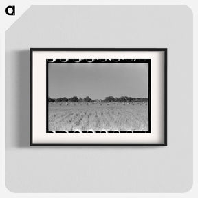 アートポスター-Cranes in Rice Field
 - ラッセル リー Poster.