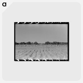 アートポストカード-Cranes in Rice Field
 - ラッセル リー Postcard.