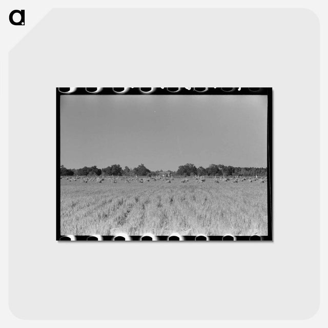 アートポストカード-Cranes in Rice Field
 - ラッセル リー Postcard.