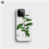 Thea bohea (The bou) - Pierre Joseph Redouté Phone Case.