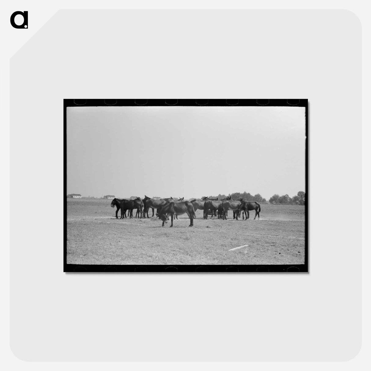 アートポストカード-Mules, Lake Dick
 - ラッセル リー Postcard.