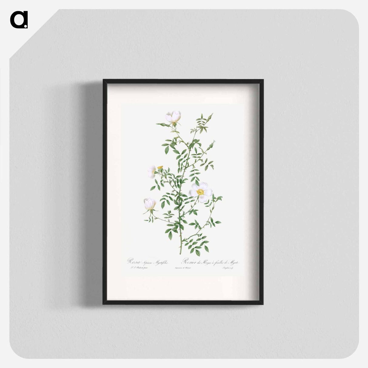 Myrtle-Leaved Hedge Rose - Pierre Joseph Redouté Poster.